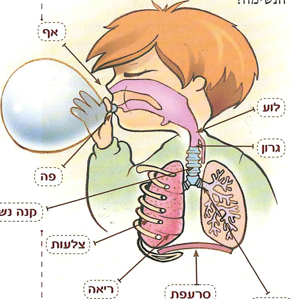 (בספר תרשים - היעזר במורה)